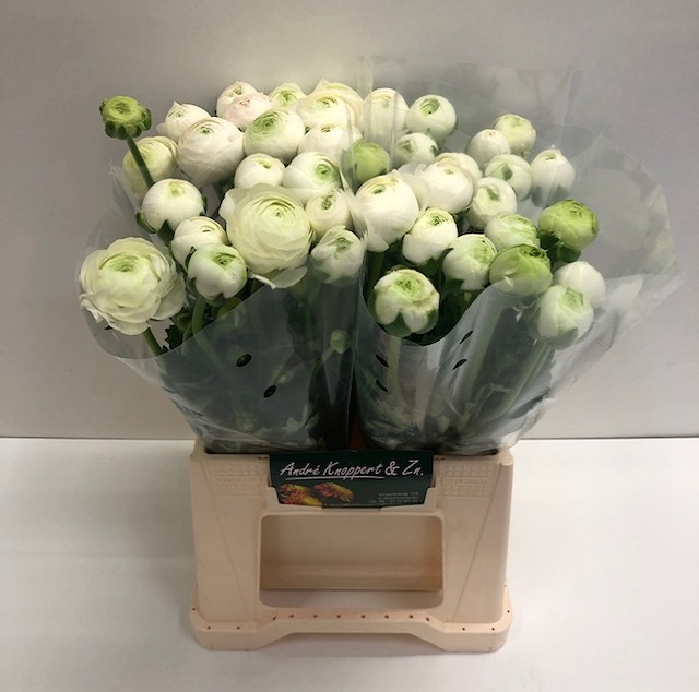 Ranunculus aazur white.jpg